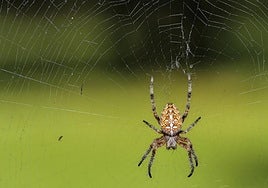 Imagen de archivo de una araña.