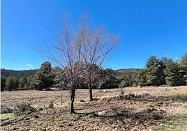 Medio Ambiente inicia este otoño trabajos de mejora de los hábitats forestales y refuerzo de las especies protegidas en Moratalla