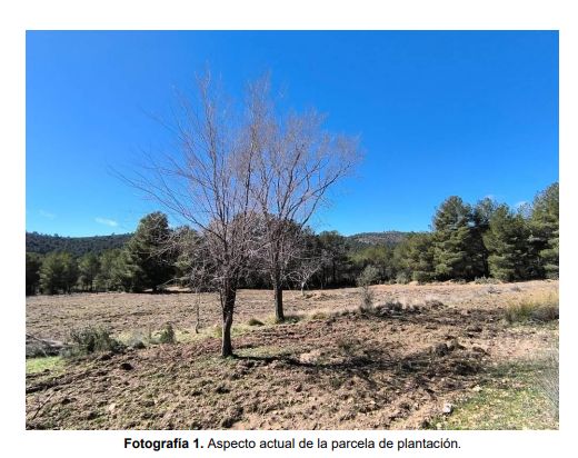 Medio Ambiente inicia este otoño trabajos de mejora de los hábitats forestales y refuerzo de las especies protegidas en Moratalla