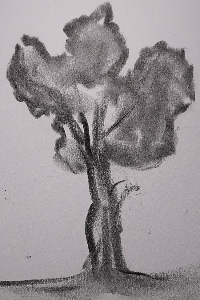 Uno de los 1.500 árboles de Galicia recuperados en dibujos por el artista muleño.