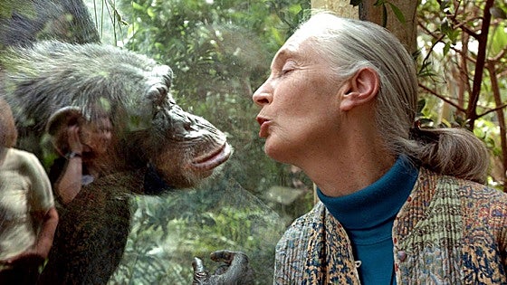 La mujer que nos enseñó a mirar a los chimpancés
