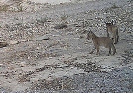 Dos de los cachorros de la hembra 'Tahúlla'.
