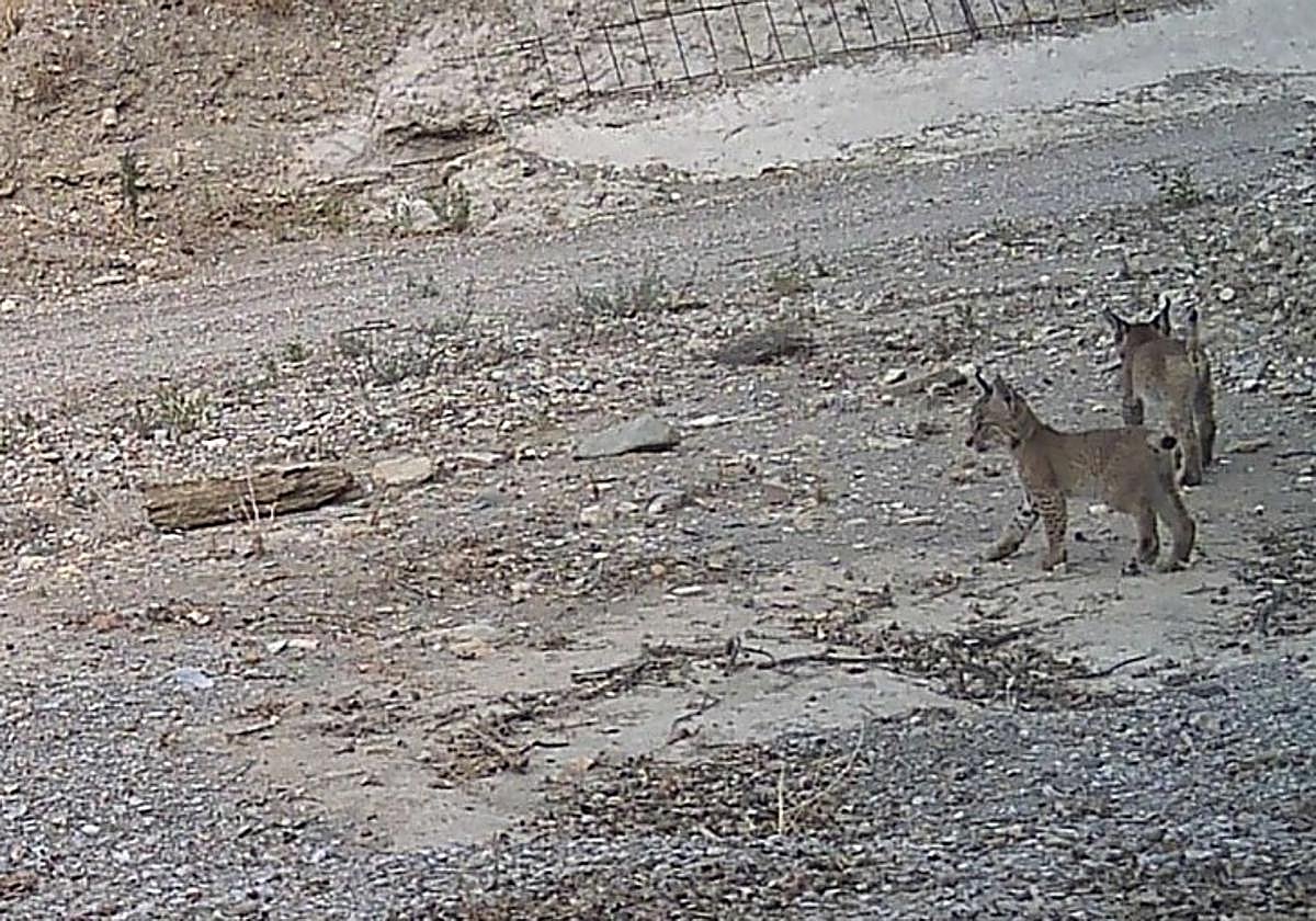 Dos de los cachorros de la hembra 'Tahúlla'.