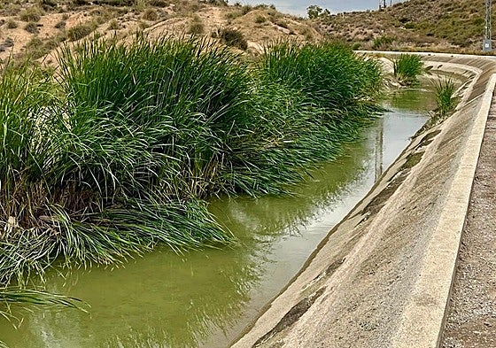 Vegetación en el canal del Trasvase a su paso por Lorca.