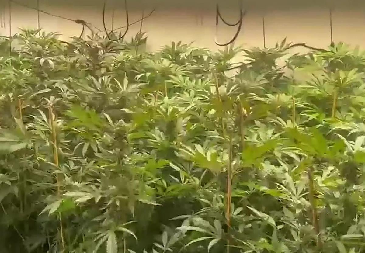 Plantación de marihuana en una imagen de archivo.