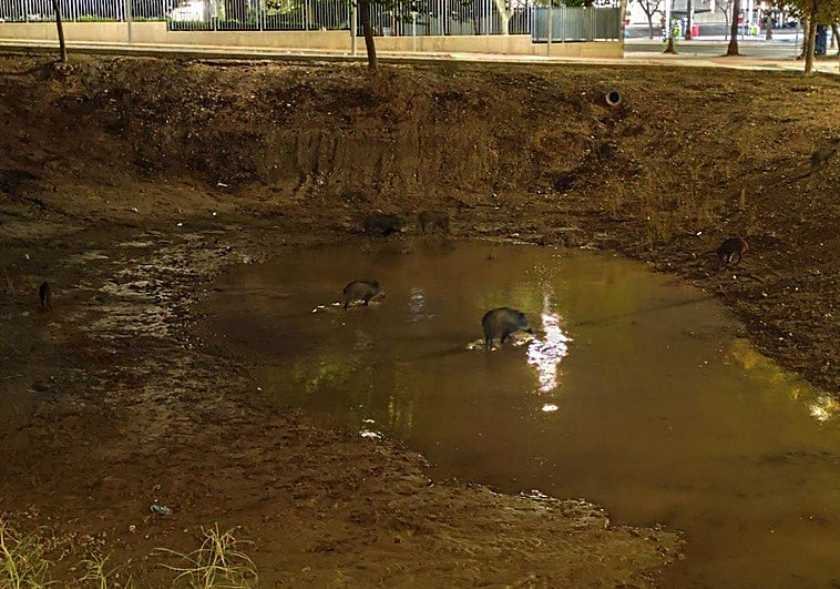 Una pareja de jabalíes chapotean en una parcela encharcada del Plan Rambla, en la avenida del Cantón.