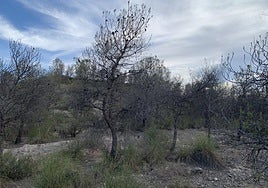 Matorrales en Calasparra afectados por la sequía.
