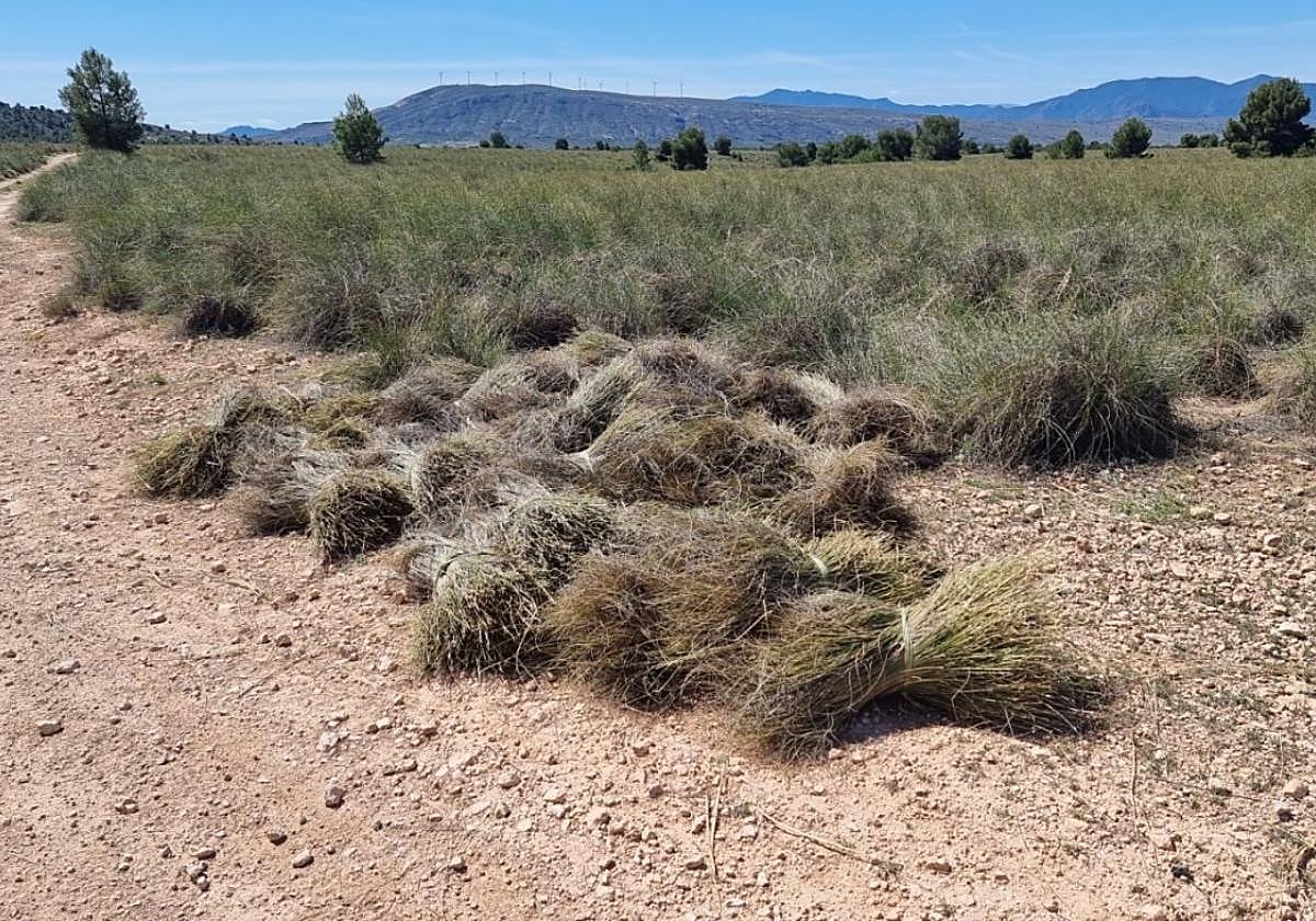 Manojos de esparto recolectados en Cieza, en la cuenca de la rambla del Judío.