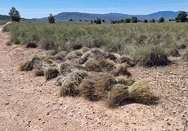 Manojos de esparto recolectados en Cieza, en la cuenca de la rambla del Judío.