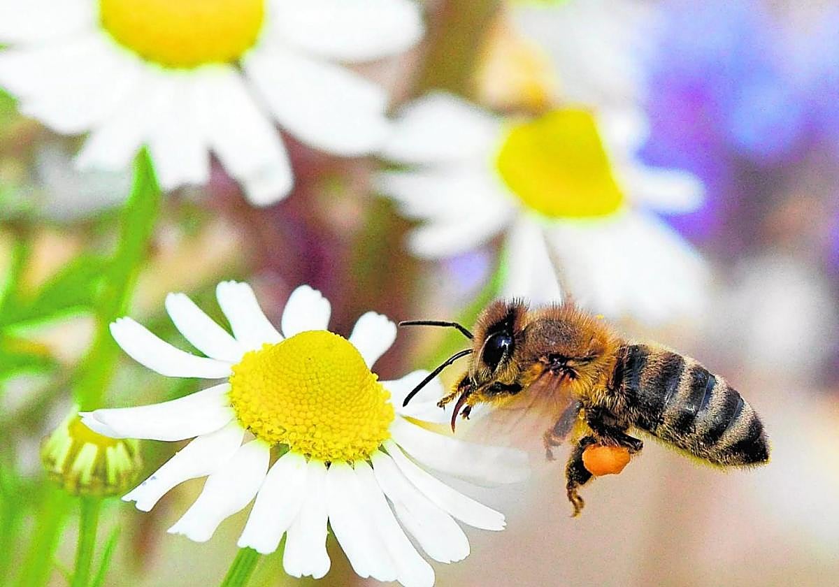 Una polinizadora libando una flor.