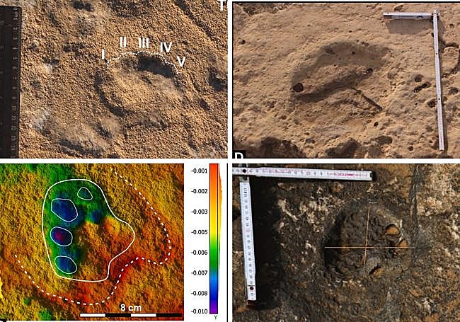 Huellas de mustélido -identificado como garduña- (izq., arriba y abajo); de elefante (arriba dcha.) y de artiodáctilo -ciervo rojo- (abajo dcha.).