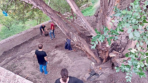 El Ecomuseo suma el algarrobo de junta, entre Ojós y Villanueva