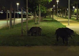 Algunos de los jabalíes que aparecieron en las calles de Cartagena.