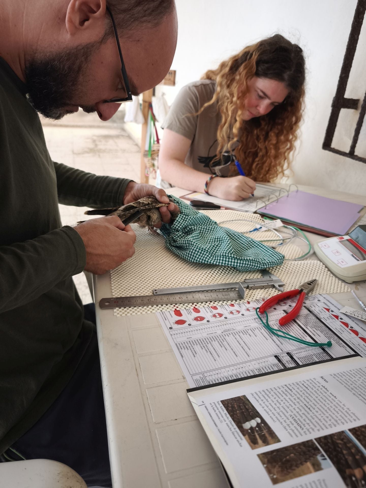 Anillamiento de aves a su paso por Isla Grosa