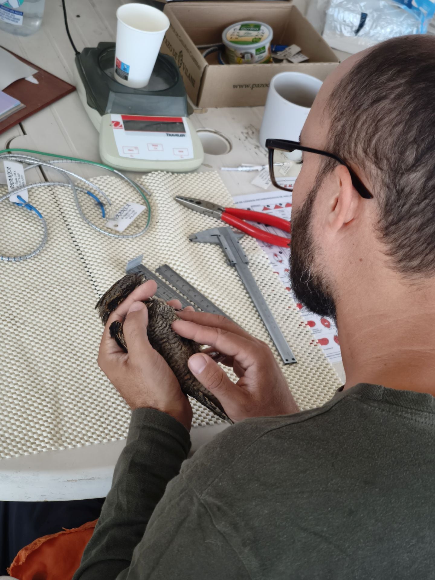 Anillamiento de aves a su paso por Isla Grosa