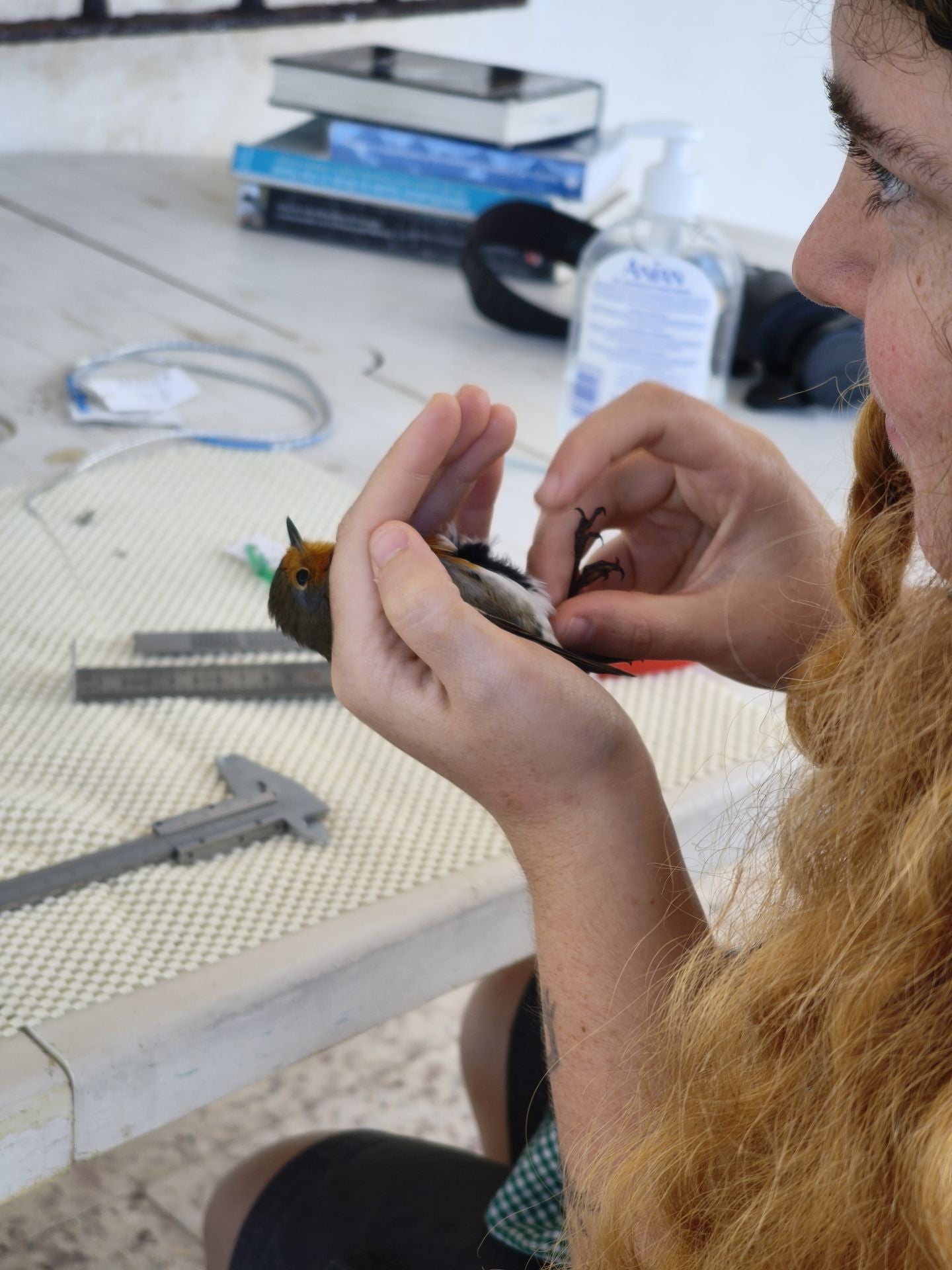 Anillamiento de aves a su paso por Isla Grosa