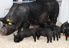 Imagen de archivo de la feria Sepor.