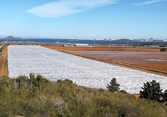 Cultivos de regadío en el Parque Regional de Calblanque, cerca de la autovía de La Manga. Al fondo, el Mar Menor.