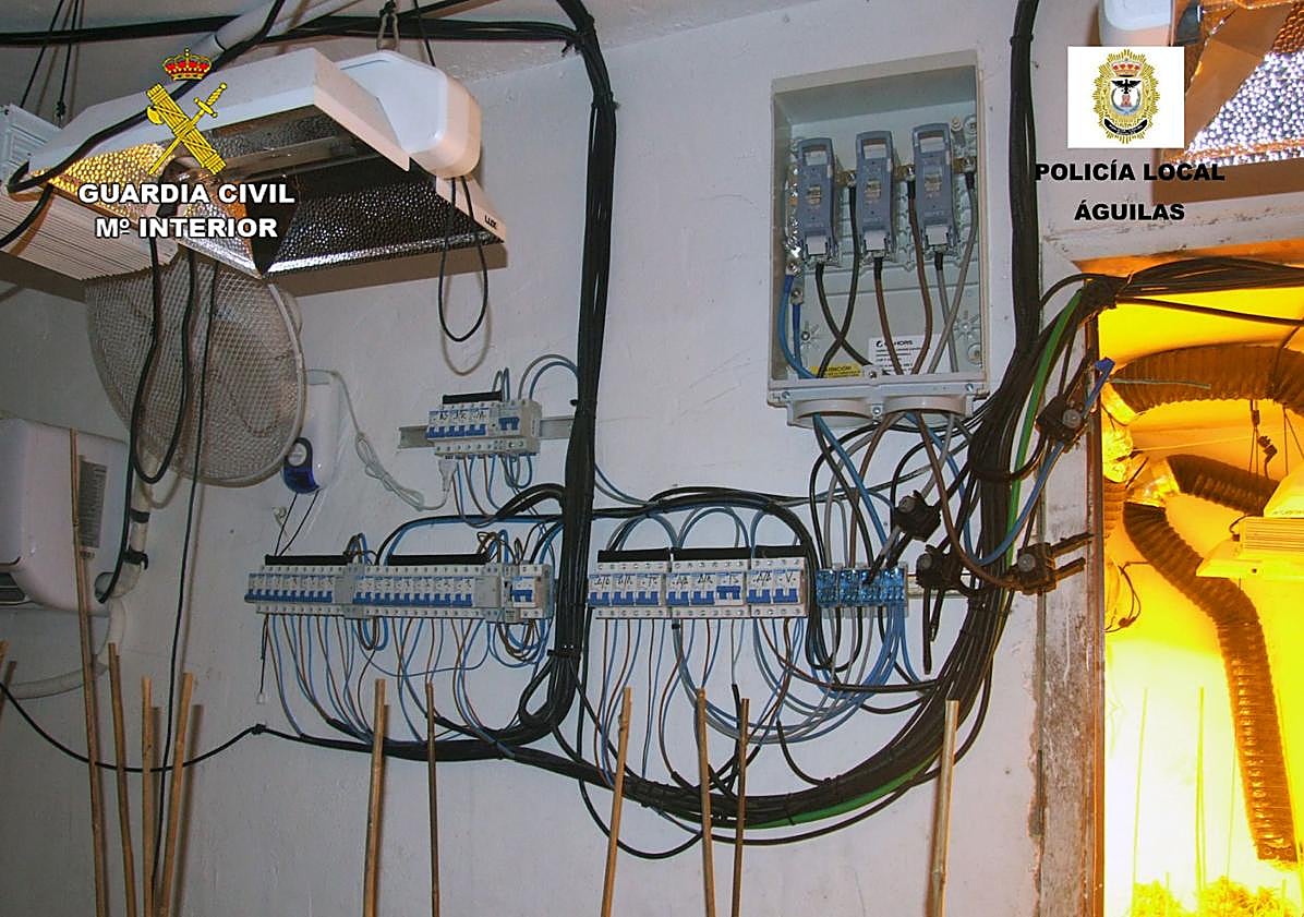 Imagen principal - Desmantelan en Águilas dos invernaderos con más de 800 plantas de marihuana