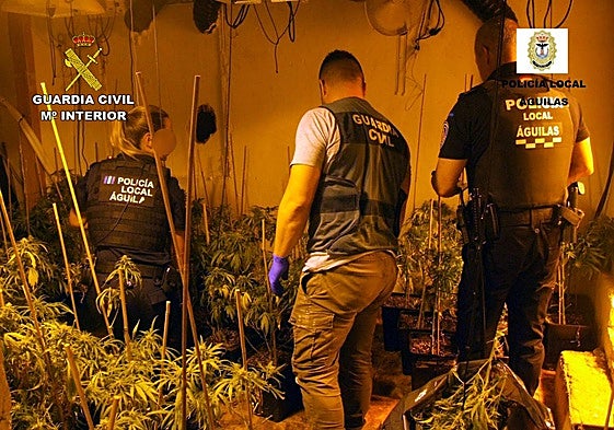 Los agentes en uno de los invernaderos de marihuana.