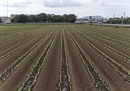 Filas de lechugas recién plantadas en una finca agrícola entre Torre Pacheco y la diputación cartagenera de La Palma, en octubre.