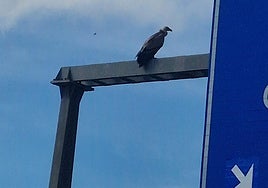 El buitre, sobre el pórtico de los carteles de la autovía.