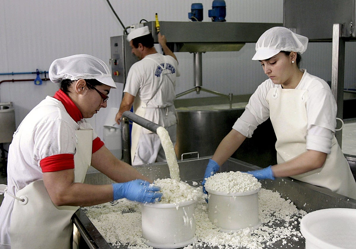 Producción de queso de cabra murciano en una quesería de Calasparra.