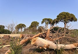 Vista de los pinos centenarios de Churra talados en el suelo en la huerta de Murcia.