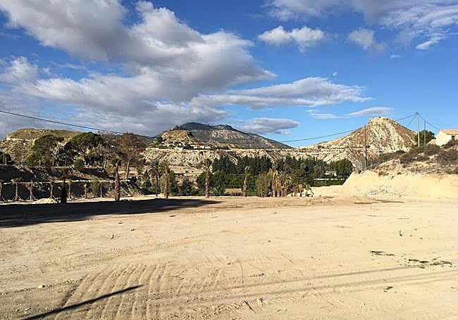 Las palmeras whasingtonias, algunas secas, crecen, ayer, en el terreno allanado en parcelas agrícolas tradicionales en Huerta de Arriba (Blanca), para construir un complejo turístico de 1,98 ha (17,7 tahúllas).