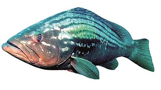 El mero, uno de los pescados con mayor valor gastronómico