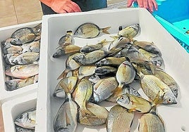 La bióloga Visitación López revisa peces de talla mínima.