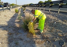 Un operario de la Demarcación de Carreteras del Estado retira un ejemplar de 'Pennisetum setaceum'.