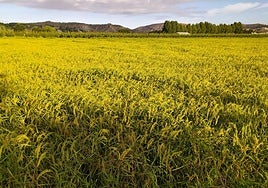 Plantación de arroz en Calasparra en una imagen de archivo.