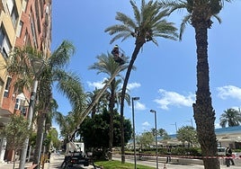 Trabajos para talar la palmera por peligro de caída en el Paseo Vista Alegre de Torrevieja este verano.