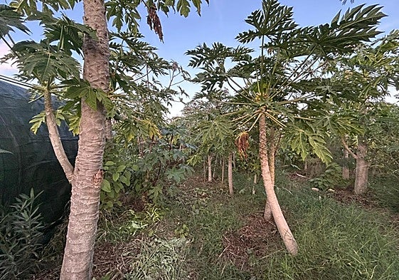 Cultivos y otras plantas en la finca El Bosque, en Pilar de la Horadada.