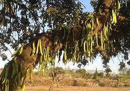 Frutos en un algarrobo.