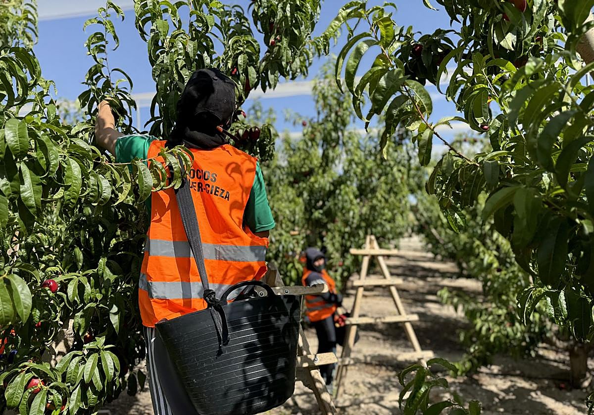 Trabajadores de los socios de Thader Cieza durante la campaña de fruta de hueso.