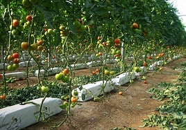 Tomates en una finca de invernadero de la Región de Murcia.
