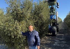 El agricultor Rafael Jiménez, en plena cosecha en su finca de olivos, esta semana.