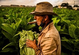 Plantación de tabaco en Cuba.