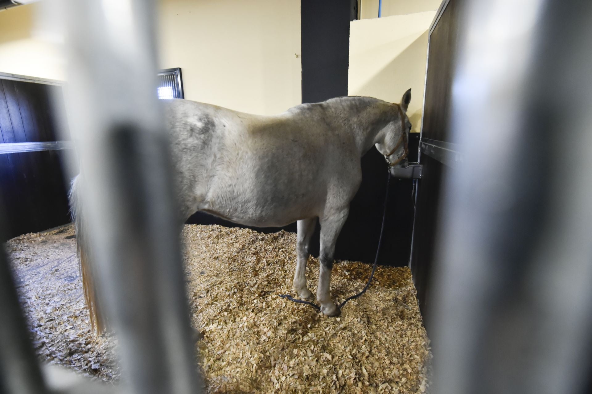 La inauguración del Hospital Veterinario de la UCAM, en imágenes