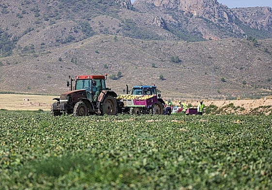Plantaciones de melón regadas con agua subterránea, en Jumilla.