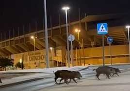 Una piara de jabalíes cruza la avenida del Cantón, cerca del estadio Cartagonova.
