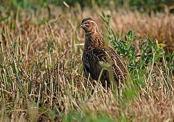 Una codorniz 'oculta' en el campo.