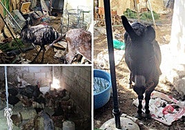 El estado de los animales en la vivienda en Lorca.