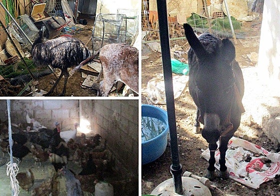 El estado de los animales en la vivienda en Lorca.