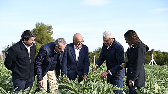 El cultivo de la alcachofa en la Vega Baja sigue creciendo y alcanza las 2.500 hectáreas