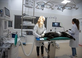 Las instalaciones cuentan con quirófanos dotados con sistemas avanzados de monitorización y tecnología de última generación.