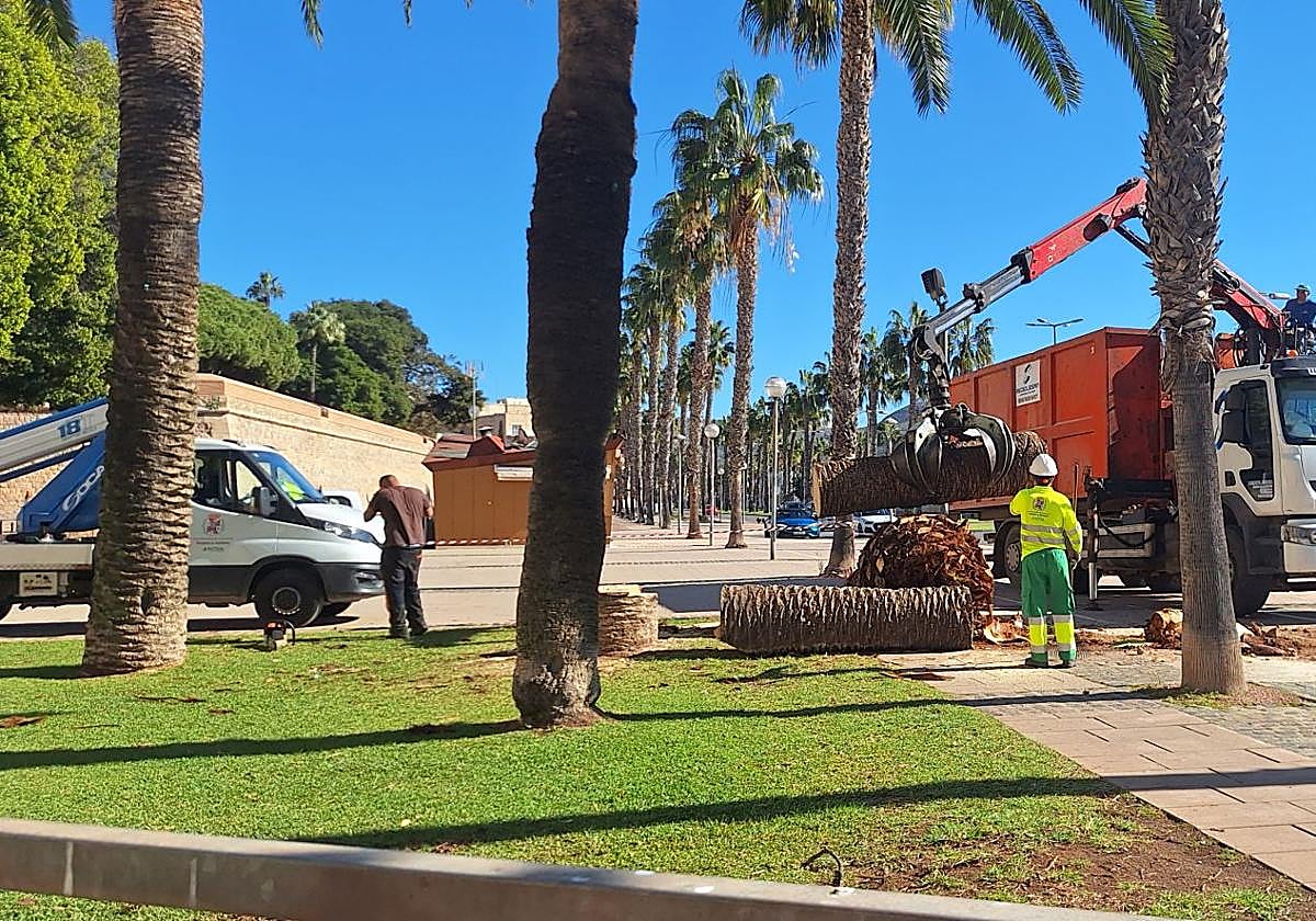 Operarios de Parques y Jardines cargan el tronco de la palmera talada en un camión.