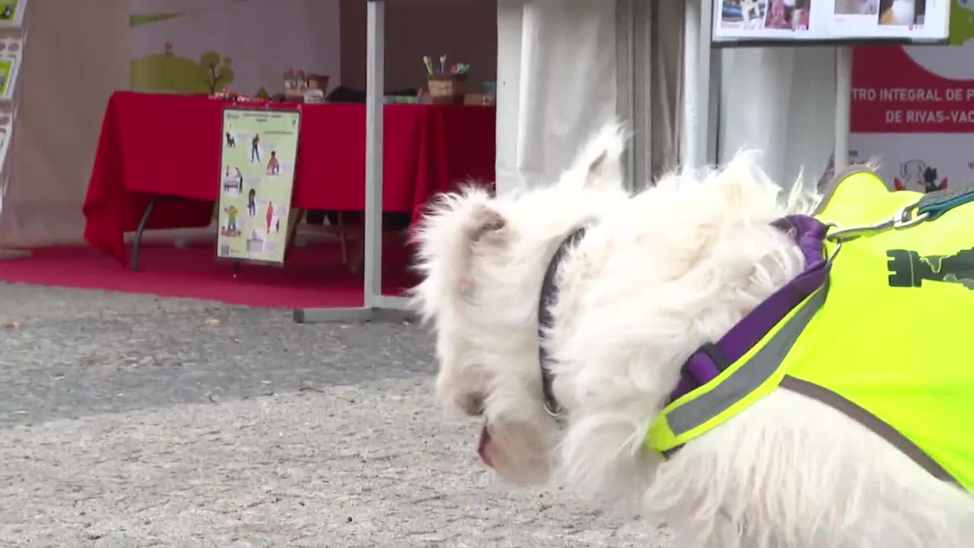Madrid fomenta la adopción con el Salón para la Adopción de Animales de Compañía